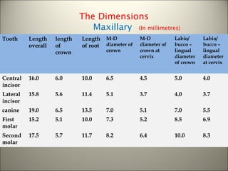 Tooth Width Chart Morphology of tooth | PPT