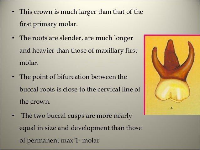 morphology of tooth primary mandibular first molar