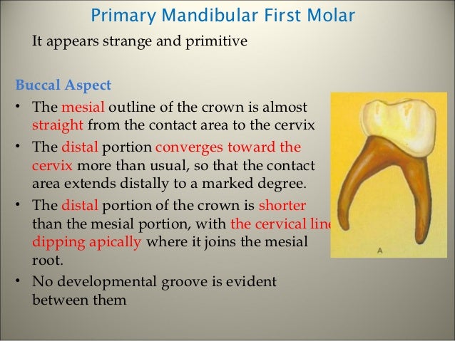 morphology of tooth primary mandibular first molar