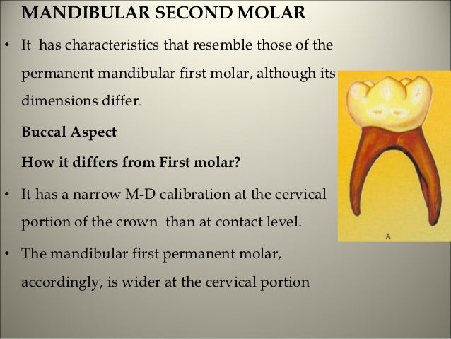 Do you lose your second molars?