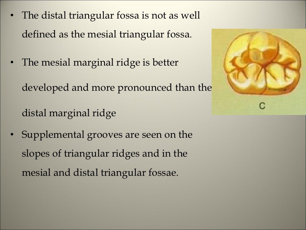 Morphology of tooth