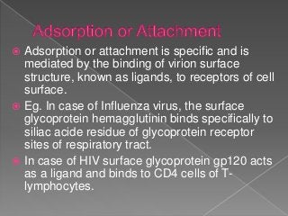  Adsorption or attachment is specific and is
mediated by the binding of virion surface
structure, known as ligands, to receptors of cell
surface.
 Eg. In case of Influenza virus, the surface
glycoprotein hemagglutinin binds specifically to
siliac acide residue of glycoprotein receptor
sites of respiratory tract.
 In case of HIV surface glycoprotein gp120 acts
as a ligand and binds to CD4 cells of T-
lymphocytes.
 