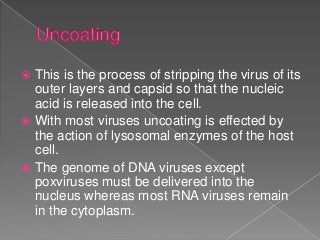  This is the process of stripping the virus of its
outer layers and capsid so that the nucleic
acid is released into the cell.
 With most viruses uncoating is effected by
the action of lysosomal enzymes of the host
cell.
 The genome of DNA viruses except
poxviruses must be delivered into the
nucleus whereas most RNA viruses remain
in the cytoplasm.
 