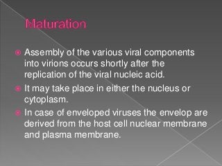  Assembly of the various viral components
into virions occurs shortly after the
replication of the viral nucleic acid.
 It may take place in either the nucleus or
cytoplasm.
 In case of enveloped viruses the envelop are
derived from the host cell nuclear membrane
and plasma membrane.
 