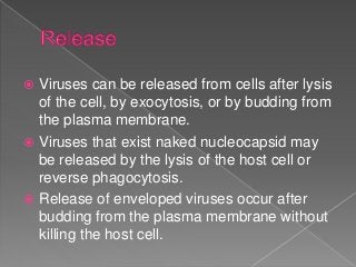  Viruses can be released from cells after lysis
of the cell, by exocytosis, or by budding from
the plasma membrane.
 Viruses that exist naked nucleocapsid may
be released by the lysis of the host cell or
reverse phagocytosis.
 Release of enveloped viruses occur after
budding from the plasma membrane without
killing the host cell.
 