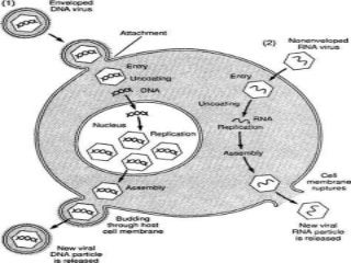 Morphology of virus