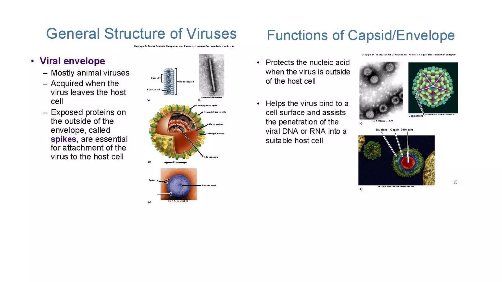 General characteristics of viruses pptx