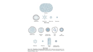 General Characteristics of Viruses | PPTX