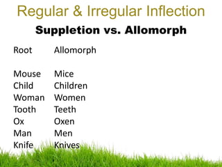 Regular & Irregular Inflection
Suppletion vs. Allomorph
Allomorph
Mice
Children
Women
Teeth
Oxen
Men
Knives
Root
Mouse
Child
Woman
Tooth
Ox
Man
Knife
 