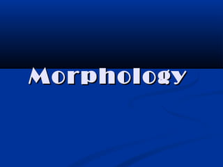 MorphologyMorphology
 