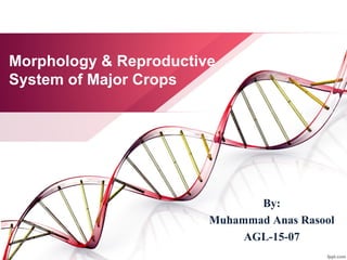 Morphology & Reproductive
System of Major Crops
By:
Muhammad Anas Rasool
AGL-15-07
 