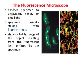 The Fluorescence Microscope
• exposes specimen to
ultraviolet, violet, or
blue light
• specimens usually
stained with
fluorochromes
• shows a bright image of
the object resulting
from the fluorescent
light emitted by the
specimen
 