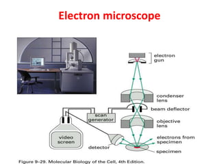 Electron microscope
 