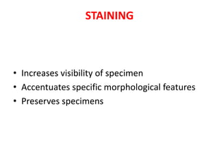 STAINING
• Increases visibility of specimen
• Accentuates specific morphological features
• Preserves specimens
 