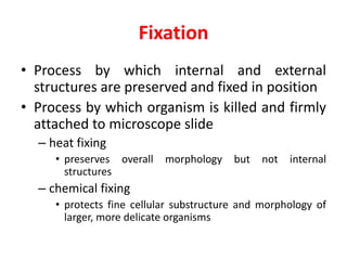 Fixation
• Process by which internal and external
structures are preserved and fixed in position
• Process by which organism is killed and firmly
attached to microscope slide
– heat fixing
• preserves overall morphology but not internal
structures
– chemical fixing
• protects fine cellular substructure and morphology of
larger, more delicate organisms
 