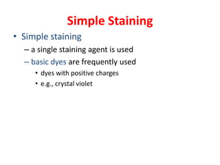 Simple Staining
• Simple staining
– a single staining agent is used
– basic dyes are frequently used
• dyes with positive charges
• e.g., crystal violet
 
