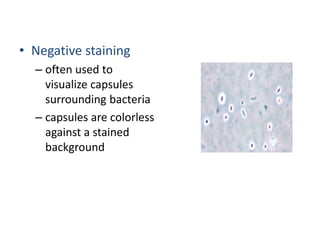 • Negative staining
– often used to
visualize capsules
surrounding bacteria
– capsules are colorless
against a stained
background
 