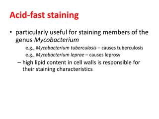 Acid-fast staining
• particularly useful for staining members of the
genus Mycobacterium
e.g., Mycobacterium tuberculosis – causes tuberculosis
e.g., Mycobacterium leprae – causes leprosy
– high lipid content in cell walls is responsible for
their staining characteristics
 