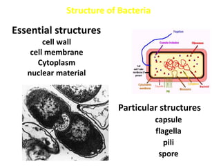 Structure of Bacteria
Particular structures
capsule
flagella
pili
spore
Essential structures
cell wall
cell membrane
Cytoplasm
nuclear material
 