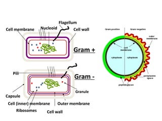 Gram +
Gram -
Cell wall
Cell (inner) membrane Outer membrane
Ribosomes
Granule
Cell wall
NucleoidCell membrane
Capsule
Flagellum
Pili
 