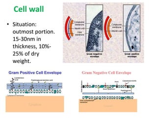 Cell wall
• Situation:
outmost portion.
15-30nm in
thickness, 10%-
25% of dry
weight.
 