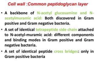 Cell wall :Common peptidoglycan layer
• A backbone of N-acetyl glucosamine and N-
acetylmuramic acid: Both discovered in Gram
positive and Gram negative bacteria.
• A set of identical tetrapeptide side chain attached
to N-acetyl-muramic acid: different components
and binding modes in Gram positive and Gram
negative bacteria.
• A set of identical peptide cross bridges: only in
Gram positive bacteria
 