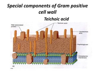 Special components of Gram positive
cell wall
Teichoic acid
 