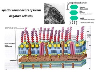 Special components of Gram
negative cell wall
 