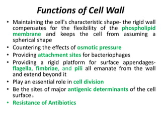 Functions of Cell Wall
• Maintaining the cell's characteristic shape- the rigid wall
compensates for the flexibility of the phospholipid
membrane and keeps the cell from assuming a
spherical shape
• Countering the effects of osmotic pressure
• Providing attachment sites for bacteriophages
• Providing a rigid platform for surface appendages-
flagella, fimbriae, and pili all emanate from the wall
and extend beyond it
• Play an essential role in cell division
• Be the sites of major antigenic determinants of the cell
surface。
• Resistance of Antibiotics
 