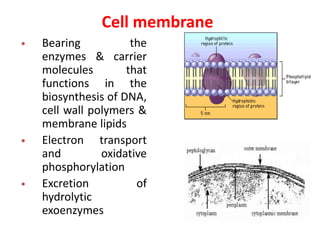 Cell membrane
• Bearing the
enzymes & carrier
molecules that
functions in the
biosynthesis of DNA,
cell wall polymers &
membrane lipids
• Electron transport
and oxidative
phosphorylation
• Excretion of
hydrolytic
exoenzymes
 