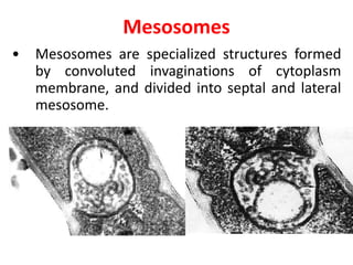 Mesosomes
• Mesosomes are specialized structures formed
by convoluted invaginations of cytoplasm
membrane, and divided into septal and lateral
mesosome.
 