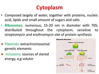 Cytoplasm
• Composed largely of water, together with proteins, nucleic
acid, lipids and small amount of sugars and salts
• Ribosomes: numerous, 15-20 nm in diameter with 70S;
distributed throughout the cytoplasm; sensitive to
streptomycin and erythromycin site of protein synthesis
 Plasmids: extrachromosomal
genetic elements
 Inclusions: sources of stored
energy, e,g volutin
 