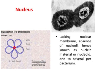 Nucleus
• Lacking nuclear
membrane, absence
of nucleoli, hence
known as nucleic
material or nucleoid,
one to several per
bacterium.
 