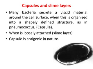 Capsules and slime layers
• Many bacteria secrete a viscid material
around the cell surface, when this is organized
into a shapely defined structure, as in
pneumococcus, (Capsule).
• When is loosely attached (slime layer).
• Capsule is antigenic in nature.
 