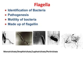 Flagella
Monotrichate/Amphitrichate/Lophotrichate/Peritrichate
 Identification of Bacteria
 Pathogenesis
 Motility of bacteria
 Made up of flagellin
 