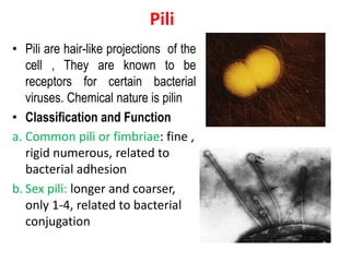 Pili
• Pili are hair-like projections of the
cell , They are known to be
receptors for certain bacterial
viruses. Chemical nature is pilin
• Classification and Function
a. Common pili or fimbriae: fine ,
rigid numerous, related to
bacterial adhesion
b. Sex pili: longer and coarser,
only 1-4, related to bacterial
conjugation
 