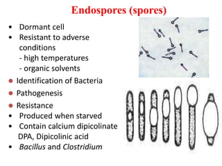 Endospores (spores)
• Dormant cell
• Resistant to adverse
conditions
- high temperatures
- organic solvents
 Identification of Bacteria
 Pathogenesis
 Resistance
• Produced when starved
• Contain calcium dipicolinate
DPA, Dipicolinic acid
• Bacillus and Clostridium
 
