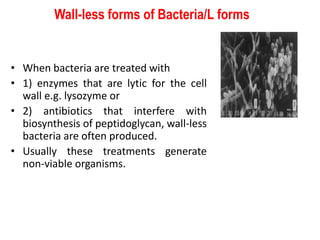Wall-less forms of Bacteria/L forms
• When bacteria are treated with
• 1) enzymes that are lytic for the cell
wall e.g. lysozyme or
• 2) antibiotics that interfere with
biosynthesis of peptidoglycan, wall-less
bacteria are often produced.
• Usually these treatments generate
non-viable organisms.
 