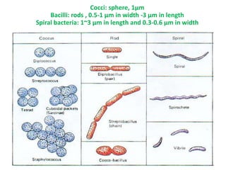 Cocci: sphere, 1μm
Bacilli: rods , 0.5-1 μm in width -3 μm in length
Spiral bacteria: 1~3 μm in length and 0.3-0.6 μm in width
 