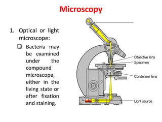 Microscopy
1. Optical or light
microscope:
 Bacteria may
be examined
under the
compound
microscope,
either in the
living state or
after fixation
and staining.
Ocular lens
Specimen
Objective lens
Light source
Condenser lens
 