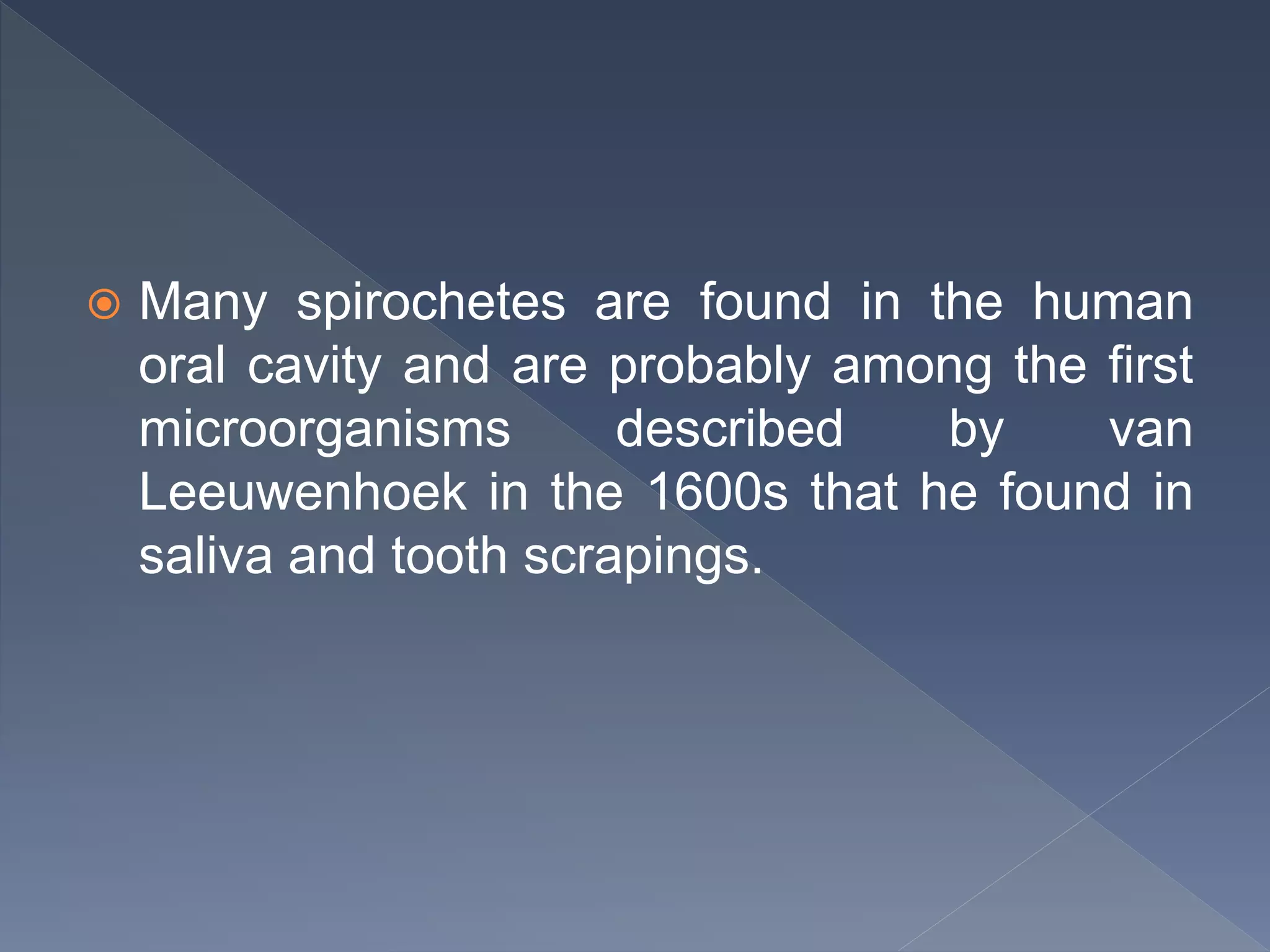  Many spirochetes are found in the human
oral cavity and are probably among the first
microorganisms described by van
Leeuwenhoek in the 1600s that he found in
saliva and tooth scrapings.
 