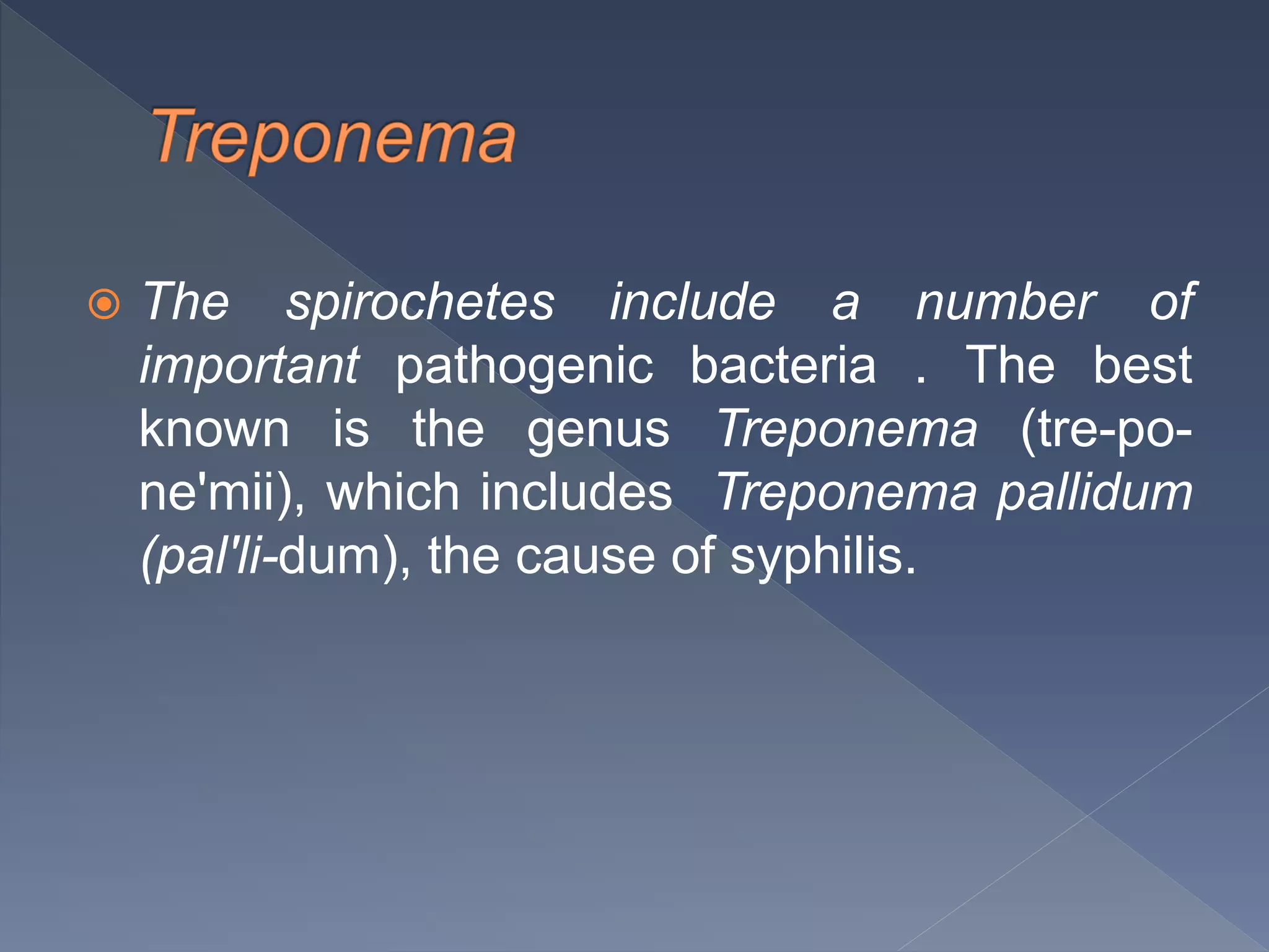 The spirochetes include a number of
important pathogenic bacteria . The best
known is the genus Treponema (tre-po-
ne'mii), which includes Treponema pallidum
(pal'li-dum), the cause of syphilis.
 