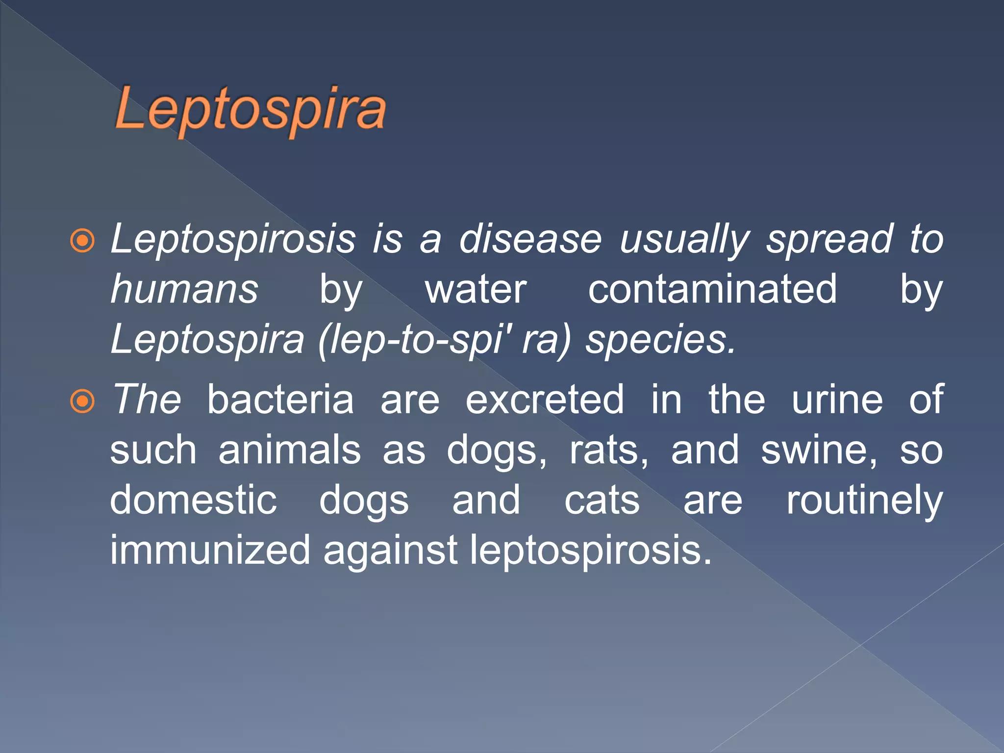  Leptospirosis is a disease usually spread to
humans by water contaminated by
Leptospira (lep-to-spi' ra) species.
 The bacteria are excreted in the urine of
such animals as dogs, rats, and swine, so
domestic dogs and cats are routinely
immunized against leptospirosis.
 