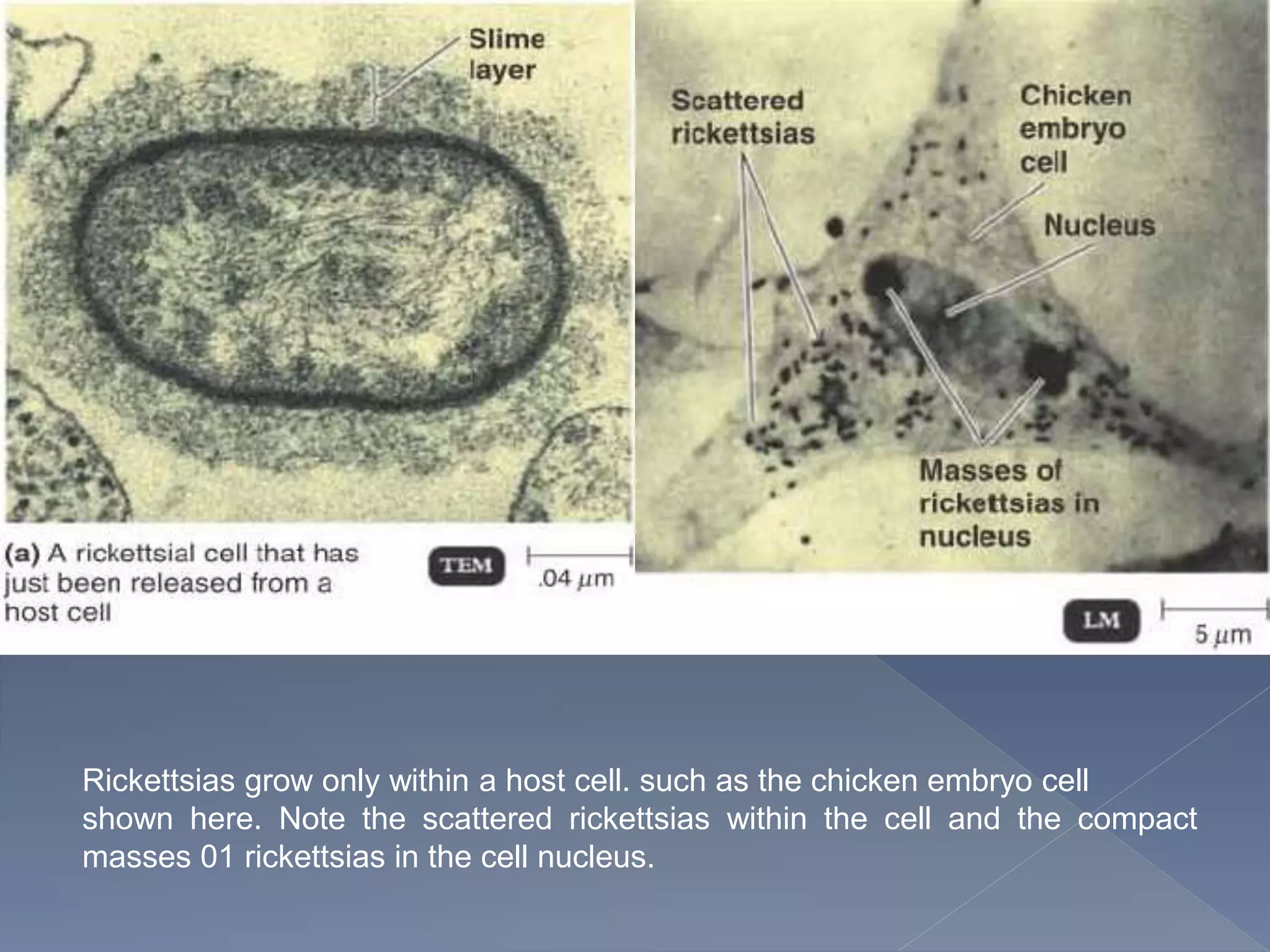 Rickettsias grow only within a host cell. such as the chicken embryo cell
shown here. Note the scattered rickettsias within the cell and the compact
masses 01 rickettsias in the cell nucleus.
 
