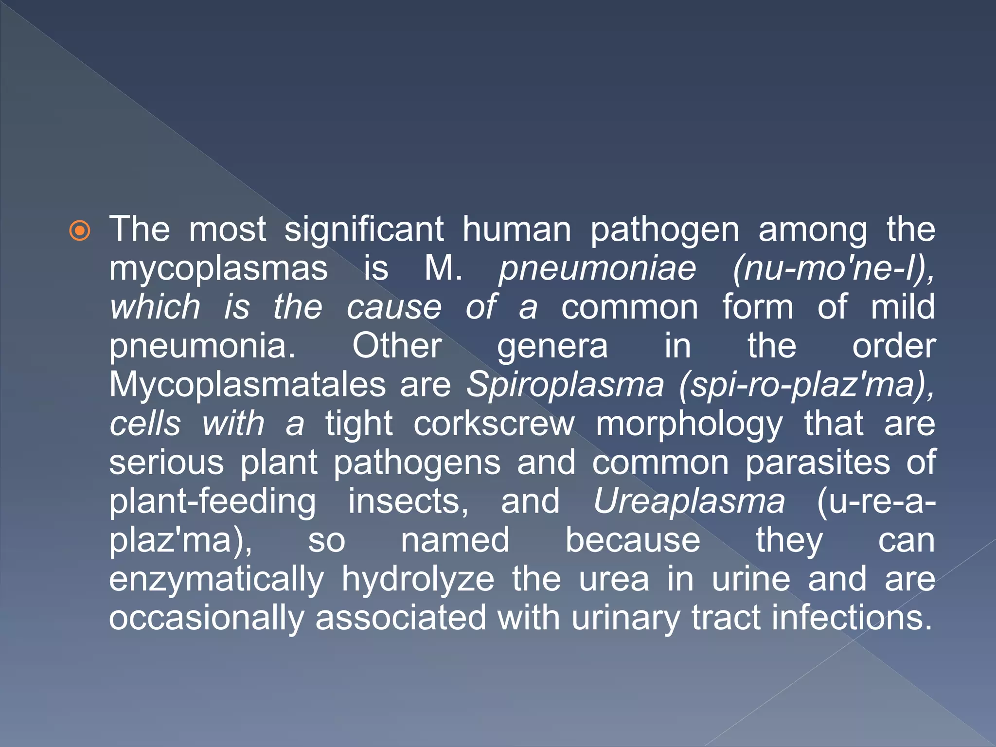  The most significant human pathogen among the
mycoplasmas is M. pneumoniae (nu-mo'ne-I),
which is the cause of a common form of mild
pneumonia. Other genera in the order
Mycoplasmatales are Spiroplasma (spi-ro-plaz'ma),
cells with a tight corkscrew morphology that are
serious plant pathogens and common parasites of
plant-feeding insects, and Ureaplasma (u-re-a-
plaz'ma), so named because they can
enzymatically hydrolyze the urea in urine and are
occasionally associated with urinary tract infections.
 
