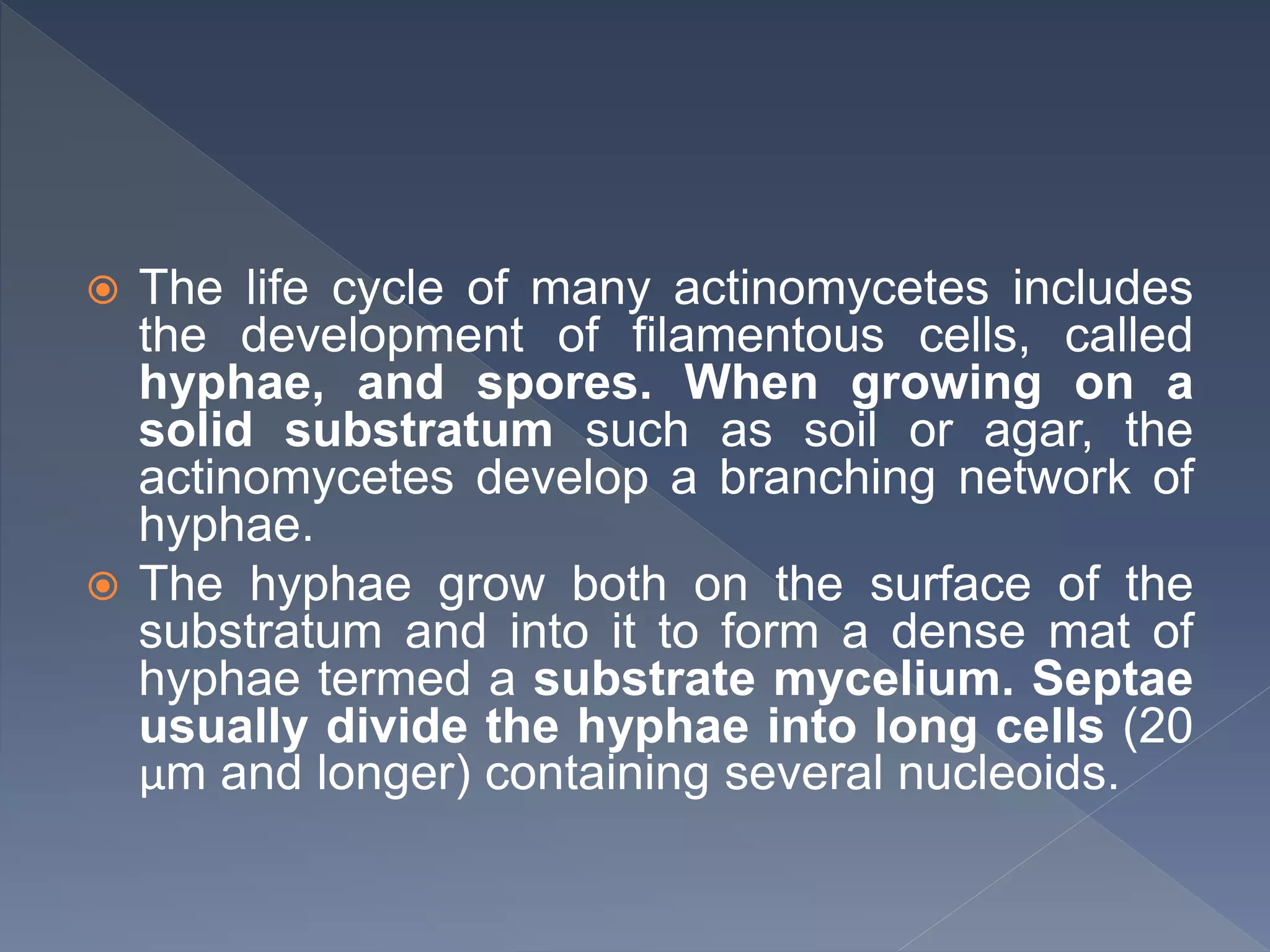  The life cycle of many actinomycetes includes
the development of filamentous cells, called
hyphae, and spores. When growing on a
solid substratum such as soil or agar, the
actinomycetes develop a branching network of
hyphae.
 The hyphae grow both on the surface of the
substratum and into it to form a dense mat of
hyphae termed a substrate mycelium. Septae
usually divide the hyphae into long cells (20
μm and longer) containing several nucleoids.
 