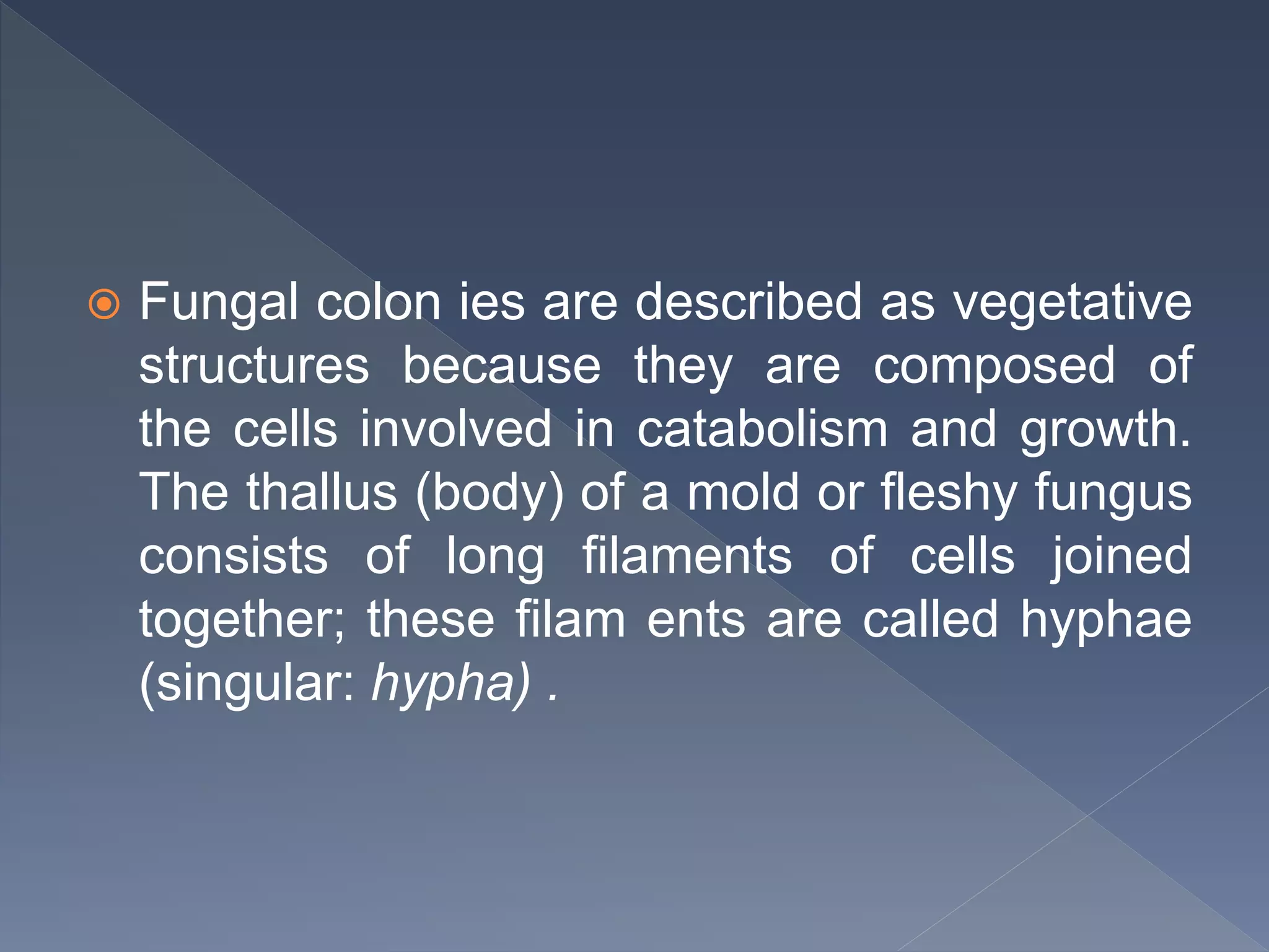  Fungal colon ies are described as vegetative
structures because they are composed of
the cells involved in catabolism and growth.
The thallus (body) of a mold or fleshy fungus
consists of long filaments of cells joined
together; these filam ents are called hyphae
(singular: hypha) .
 