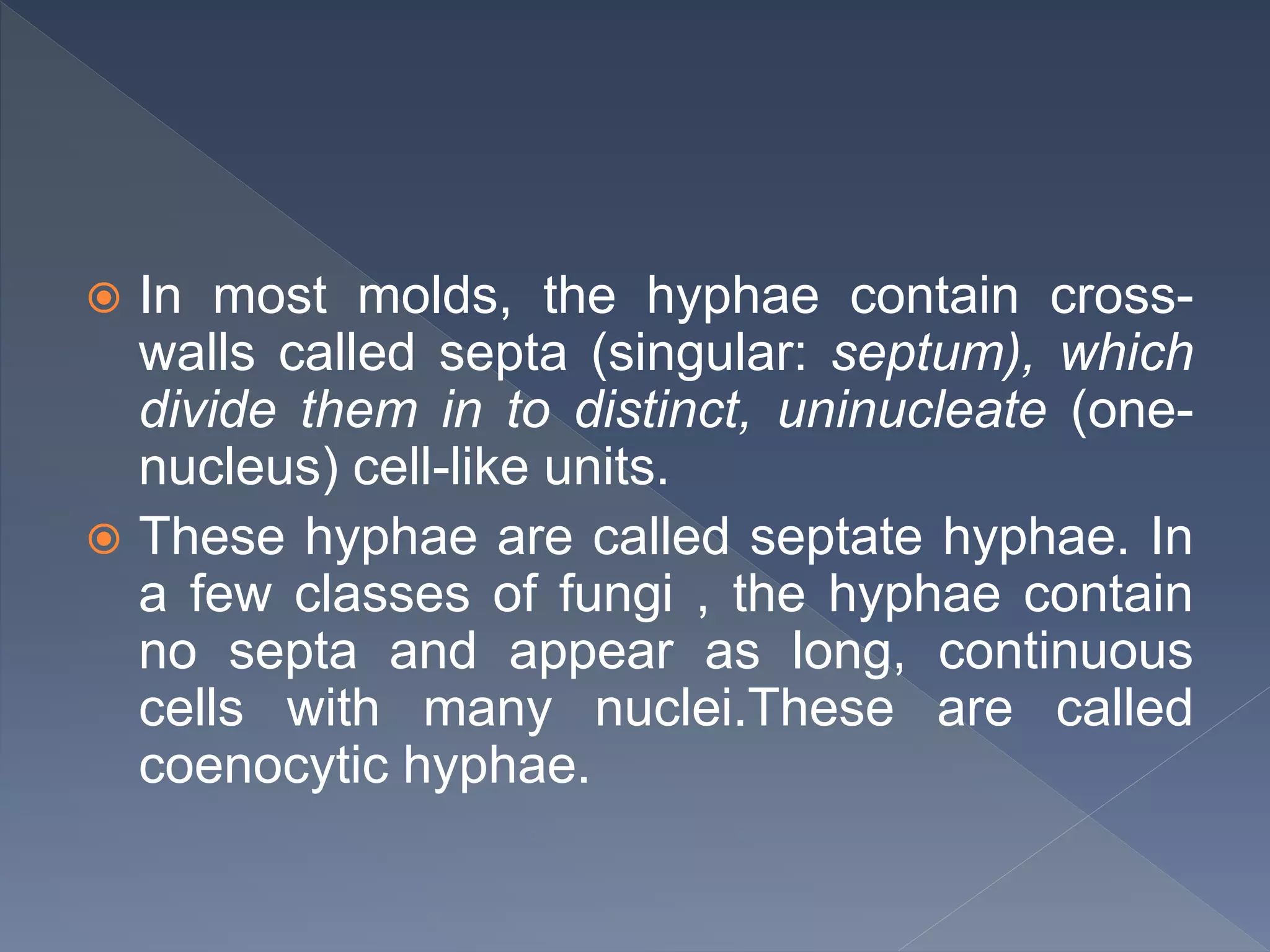  In most molds, the hyphae contain cross-
walls called septa (singular: septum), which
divide them in to distinct, uninucleate (one-
nucleus) cell-like units.
 These hyphae are called septate hyphae. In
a few classes of fungi , the hyphae contain
no septa and appear as long, continuous
cells with many nuclei.These are called
coenocytic hyphae.
 