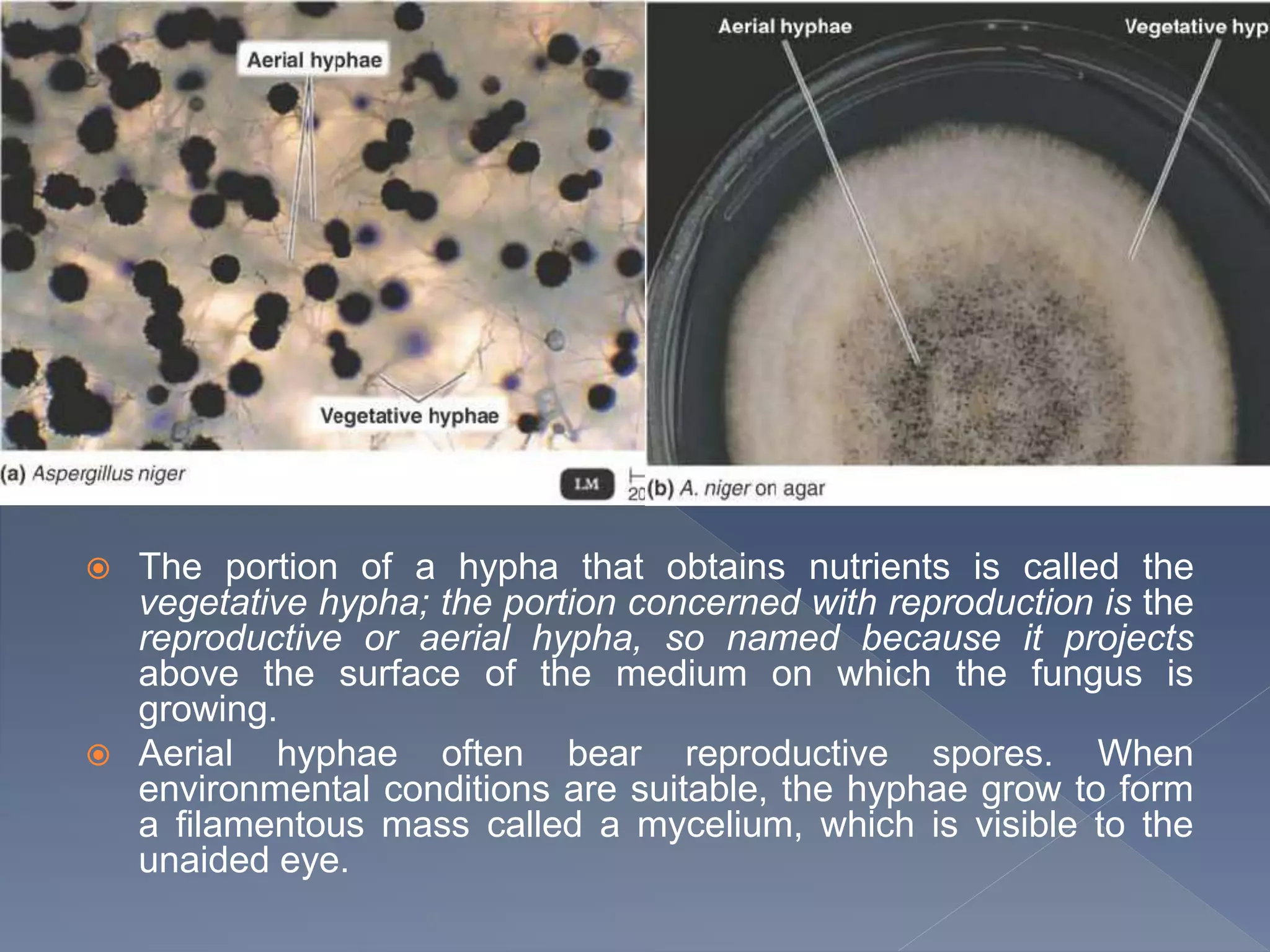  The portion of a hypha that obtains nutrients is called the
vegetative hypha; the portion concerned with reproduction is the
reproductive or aerial hypha, so named because it projects
above the surface of the medium on which the fungus is
growing.
 Aerial hyphae often bear reproductive spores. When
environmental conditions are suitable, the hyphae grow to form
a filamentous mass called a mycelium, which is visible to the
unaided eye.
 