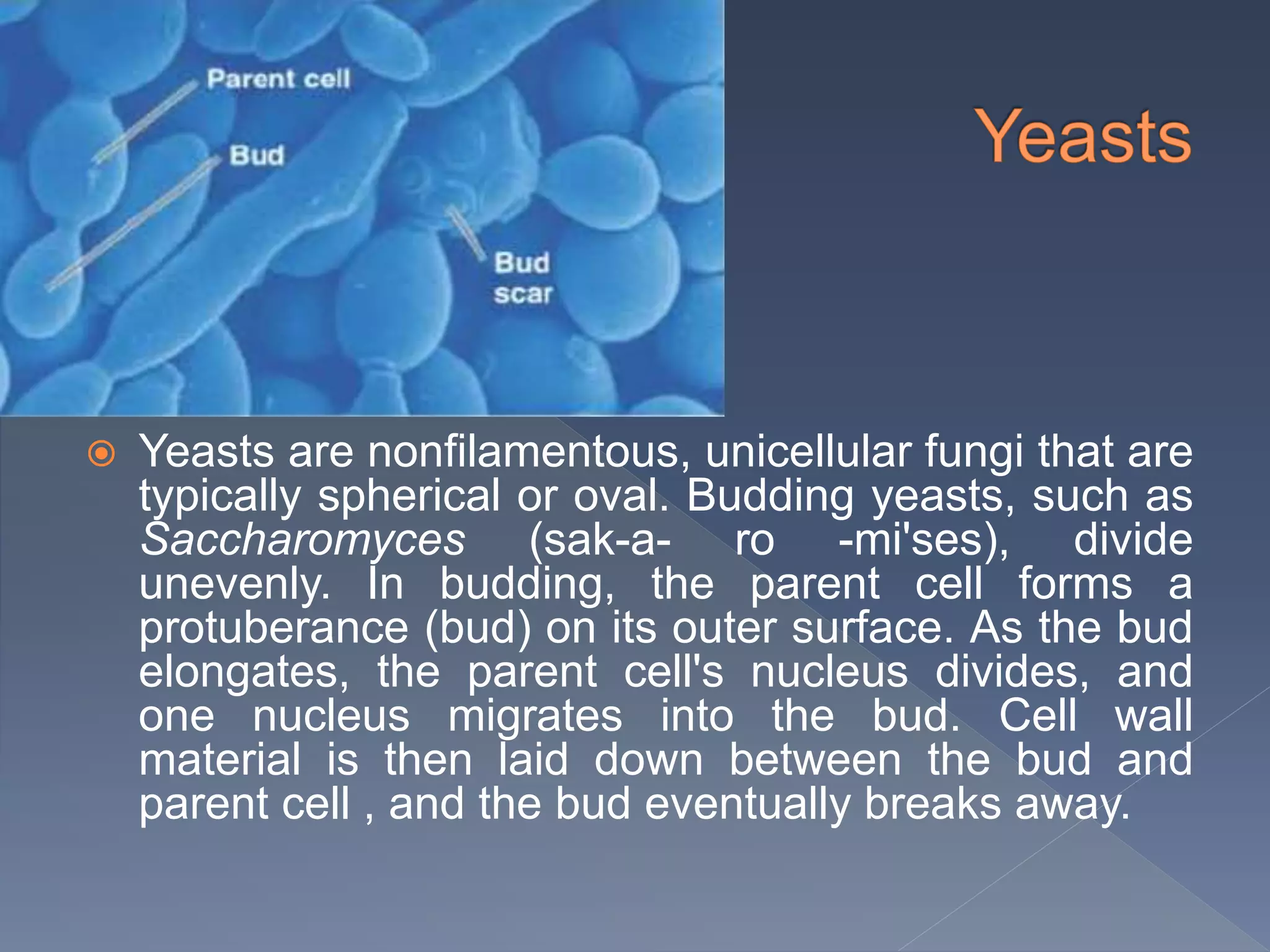  Yeasts are nonfilamentous, unicellular fungi that are
typically spherical or oval. Budding yeasts, such as
Saccharomyces (sak-a- ro -mi'ses), divide
unevenly. In budding, the parent cell forms a
protuberance (bud) on its outer surface. As the bud
elongates, the parent cell's nucleus divides, and
one nucleus migrates into the bud. Cell wall
material is then laid down between the bud and
parent cell , and the bud eventually breaks away.
 